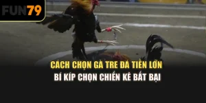 Cách chọn gà tre đá tiền lớn: Bí kíp chọn chiến kê bất bại
