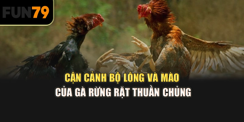 Cận cảnh bộ lông và mào của gà rừng rặt thuần chủng