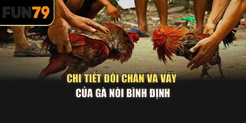 Chi tiết đôi chân và vảy của gà nòi Bình Định
