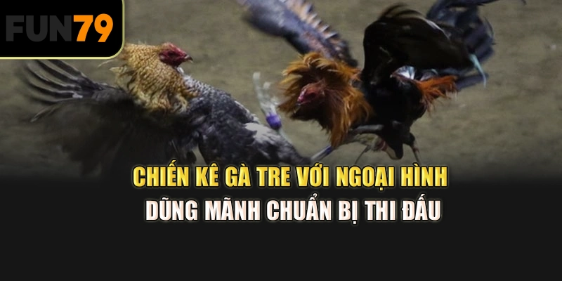 Chiến kê gà tre với ngoại hình dũng mãnh chuẩn bị thi đấu