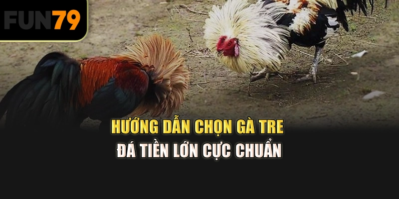 Hướng dẫn chọn gà tre đá tiền lớn cực chuẩn