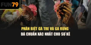 Phân biệt gà tre và gà rừng đá chuẩn xác nhất cho sư kê