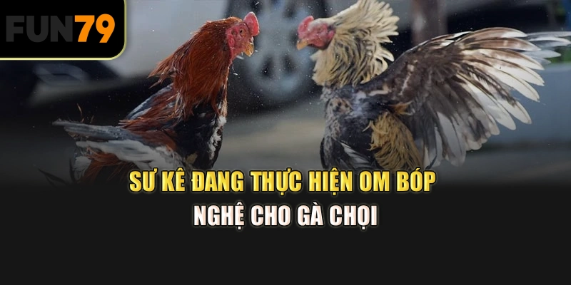 Sư kê đang thực hiện om bóp nghệ cho gà chọi